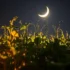 Luz Lunar e Fotossíntese Noturna em Hortaliças: Existe Relação?