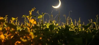 Como Podar e Transplantar Plantas com Menos Estresse: A Lua e Você