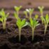 germinação de sementes: como acelerar e garantir um bom desenvolvimento