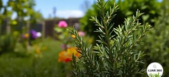 Benefícios do alecrim e como plantar com sucesso