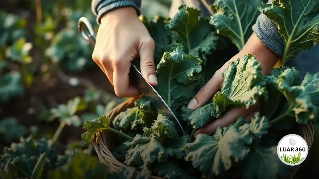 Colheita: quando e como fazer corretamente