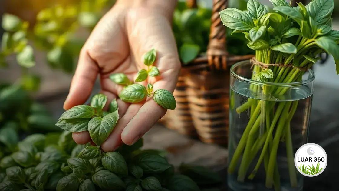 Colhendo e utilizando manjericão fresco