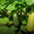 Como cultivar abobrinha em casa e ter uma colheita farta