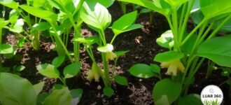 Como cultivar gengibre em casa: dicas práticas e úteis