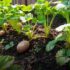 Como plantar batata-doce no quintal para uma colheita saudável
