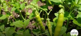 Como plantar ervilha em espaços pequenos: dicas eficazes