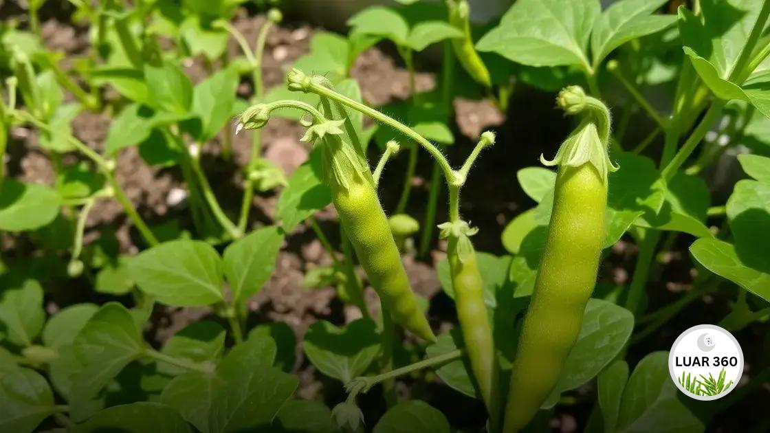 Como plantar ervilha em espaços pequenos: dicas eficazes