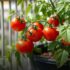 Como plantar tomate em vaso e ter uma colheita farta