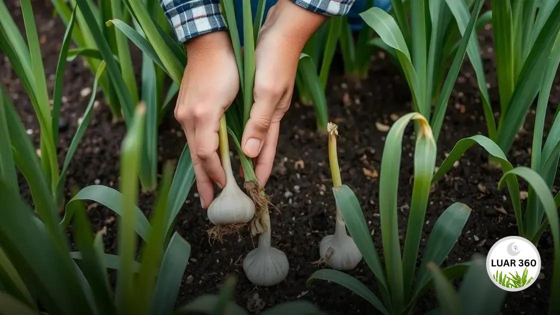 Cuidados essenciais durante o cultivo