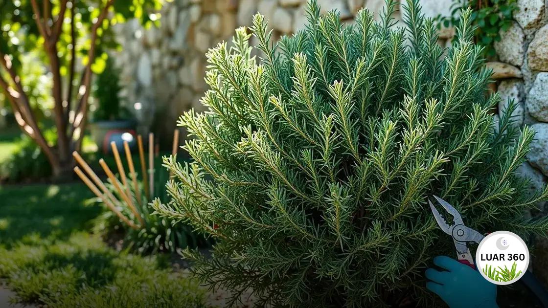 Dicas de cuidados e manutenção do alecrim