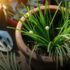 Horta com cebolinha no vaso: dicas para cultivar em casa