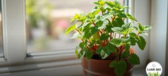 Hortelã no vaso: como cuidar e garantir uma colheita saudável