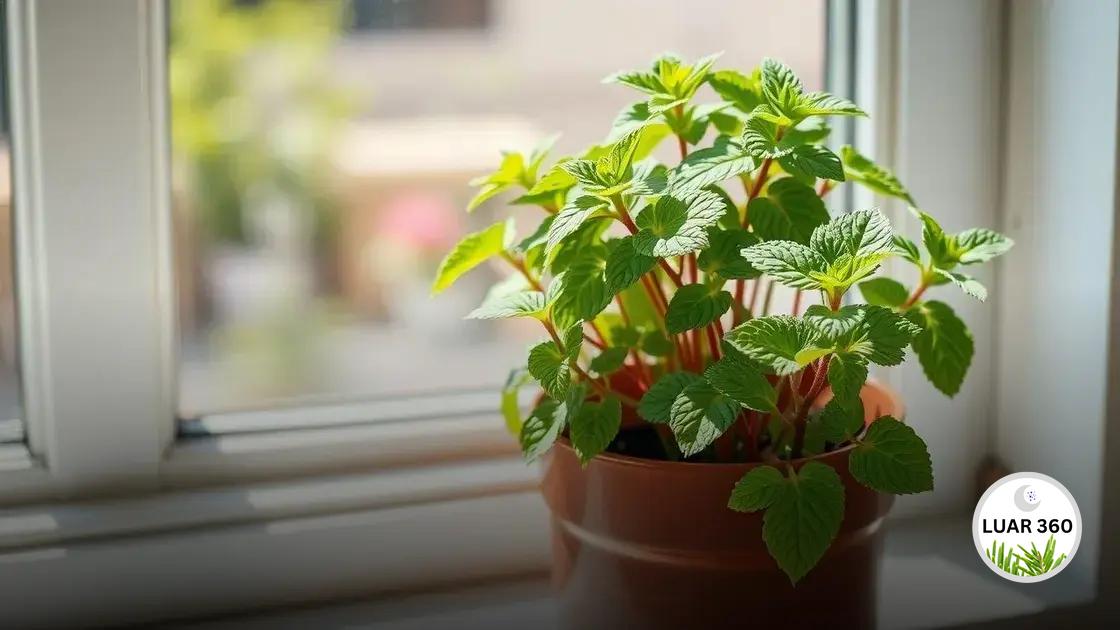 Hortelã no vaso: como cuidar e garantir uma colheita saudável