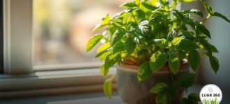 Plantar manjericão em casa: um guia prático e fácil