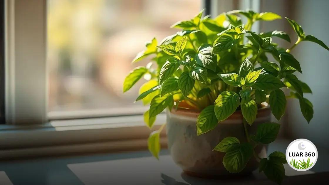 Plantar manjericão em casa: um guia prático e fácil