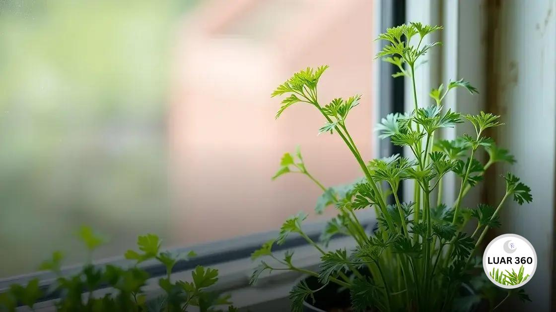 Plantar salsinha na jardineira: dicas para um cultivo saudável