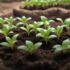 produção de mudas saudáveis: dicas para um cultivo eficaz