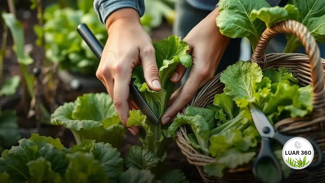 Quando e como colher alface para melhor sabor