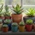 Suculentas em apartamento: como cuidar e decorar