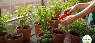 Como Cultivar Pimentão em Vasos: Colheita mais Rápida